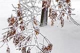 Clinging Snow_33823